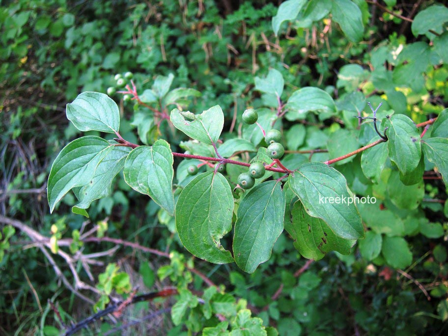 Cornus sanguinea