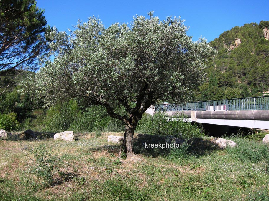 Olea europaea