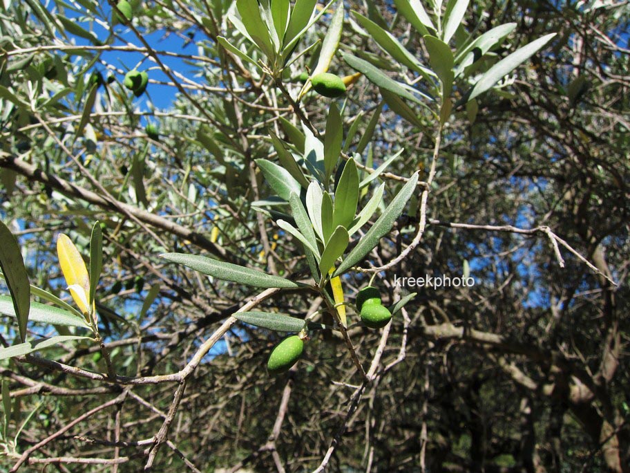 Olea europaea