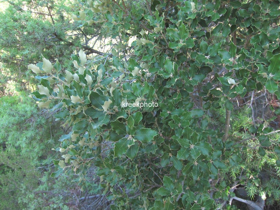 Quercus ilex