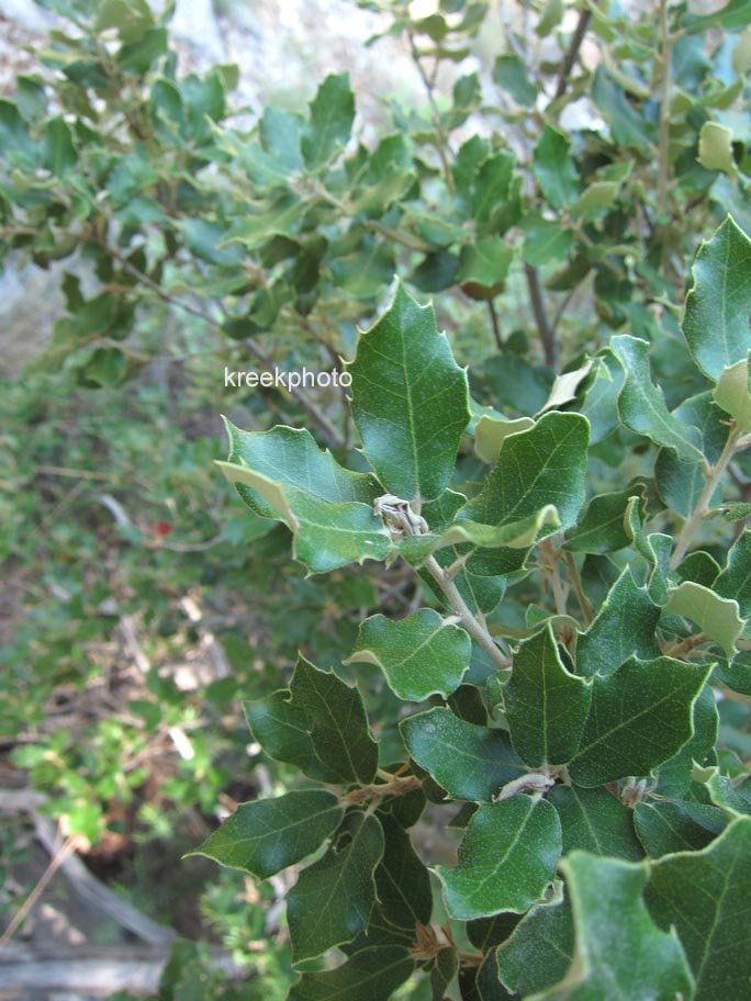 Quercus ilex