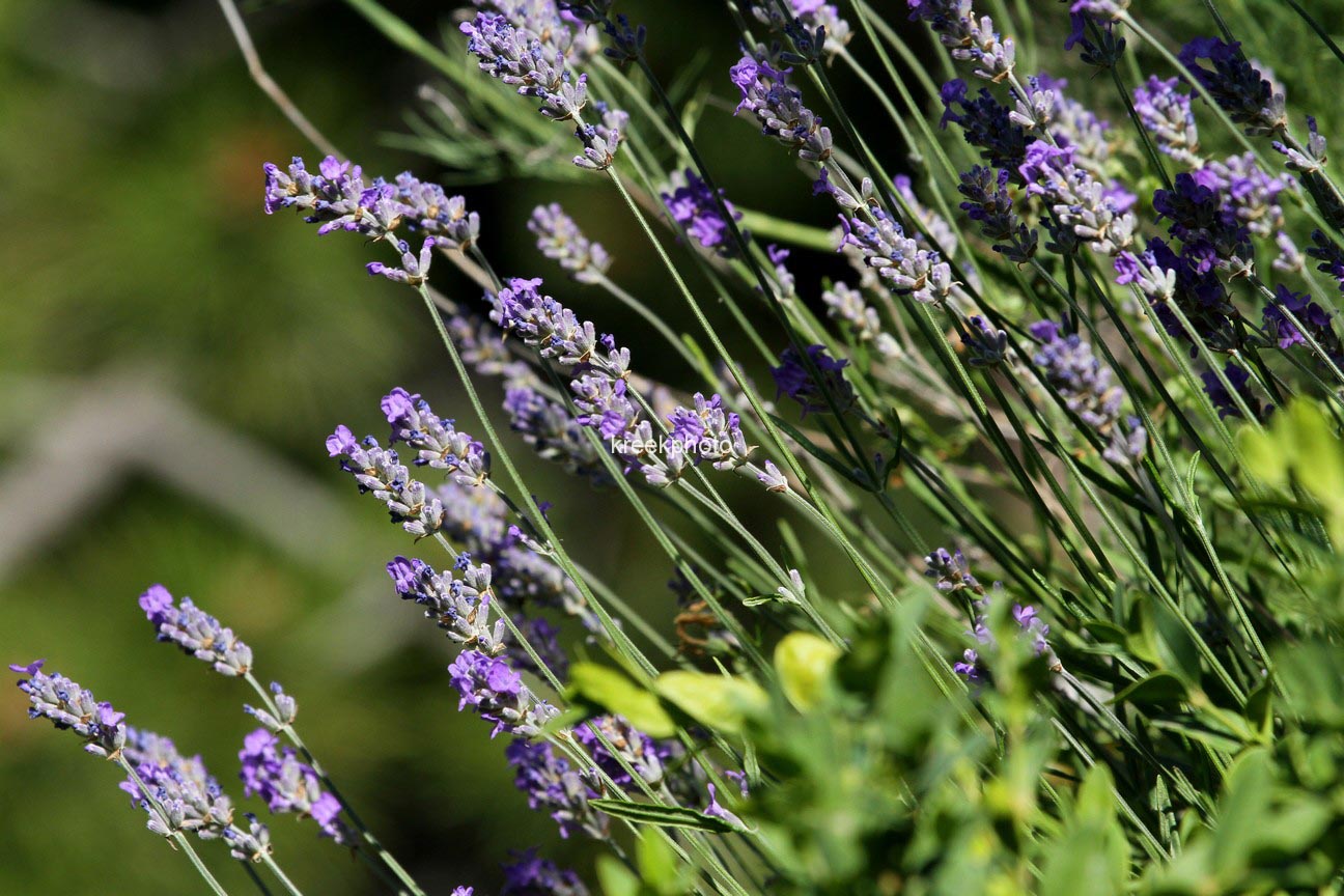 Lavandula angustifolia