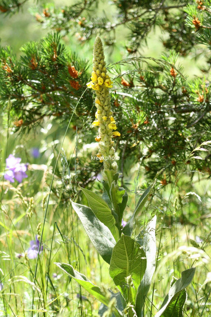 Verbascum nigrum