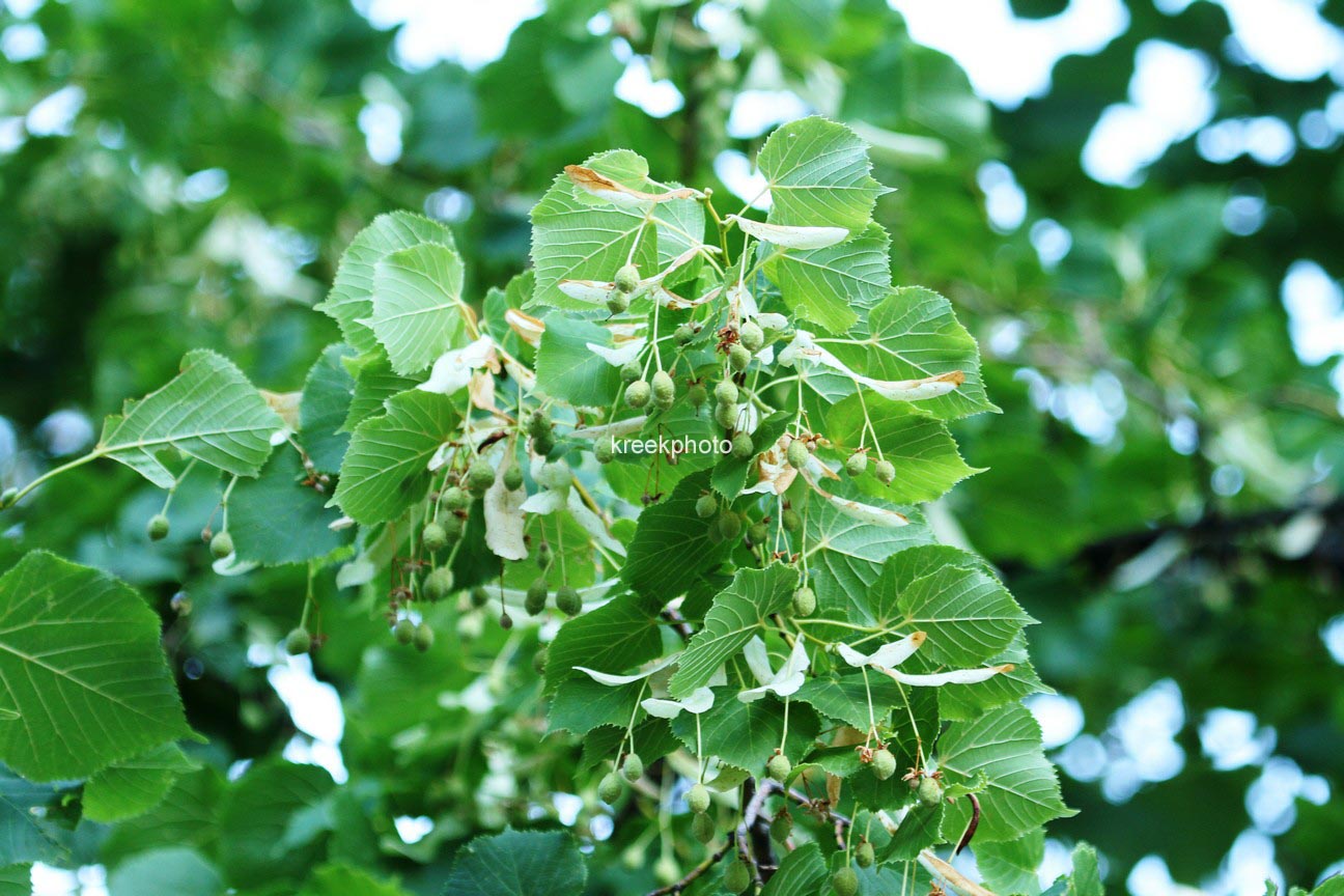 Tilia platyphyllos