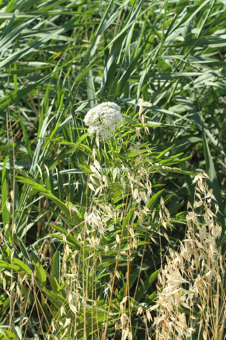 Sambucus ebulus