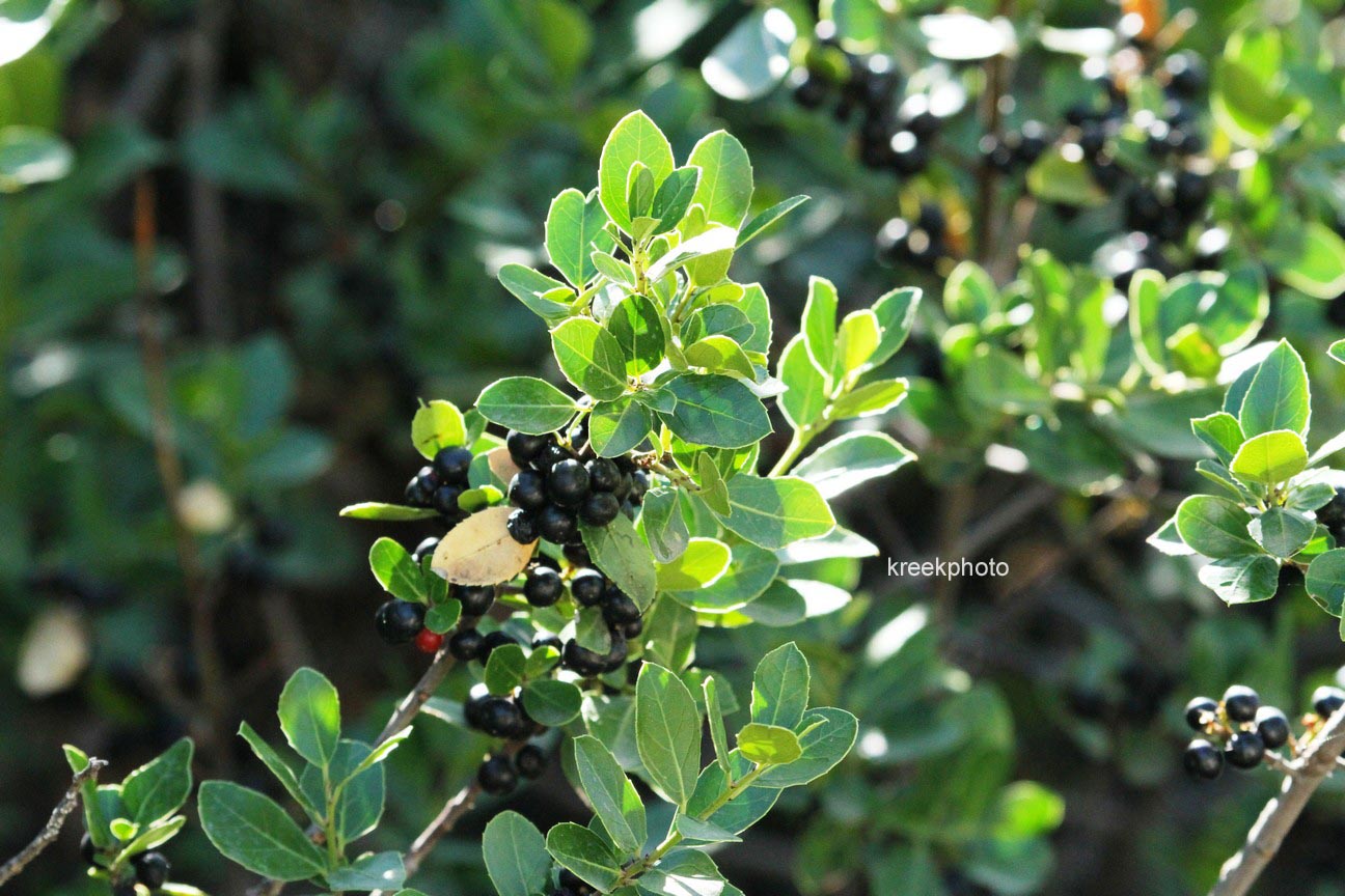 Rhamnus cathartica