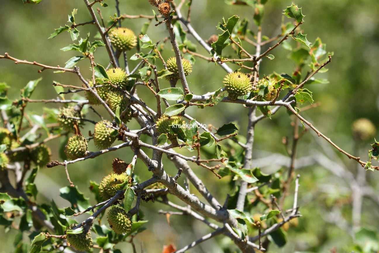 Quercus ilex