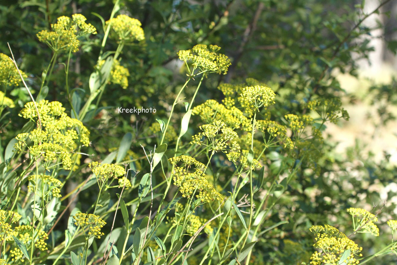 Bupleurum fruticosum