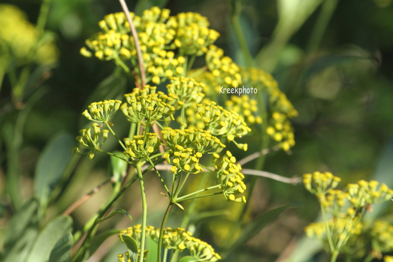 Bupleurum fruticosum