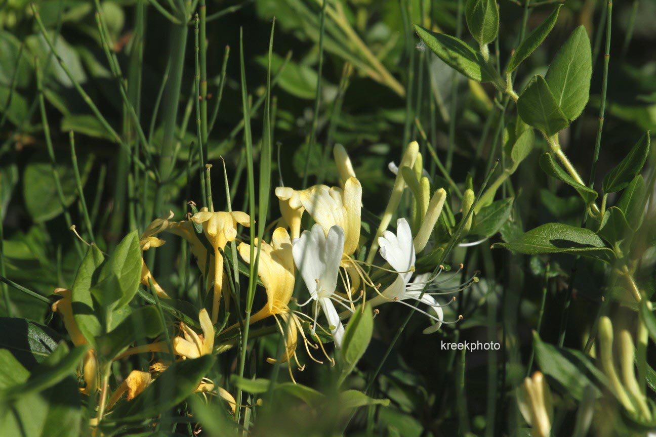 Lonicera periclymenum