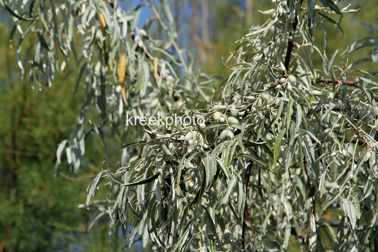 Elaeagnus angustifolia