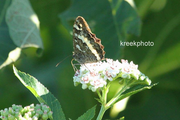 Valeriana officinalis