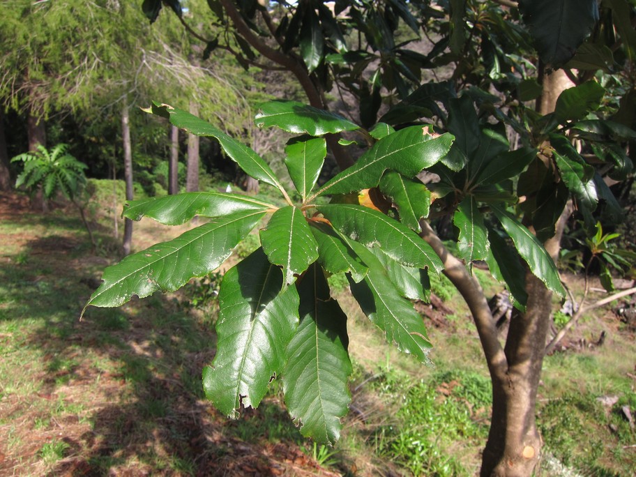 Clethra arborea