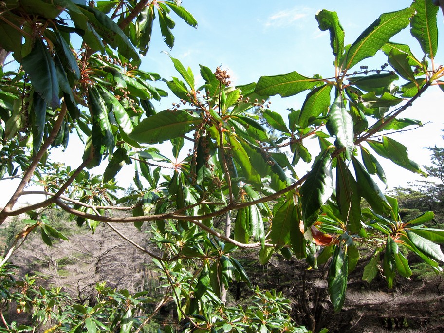 Clethra arborea