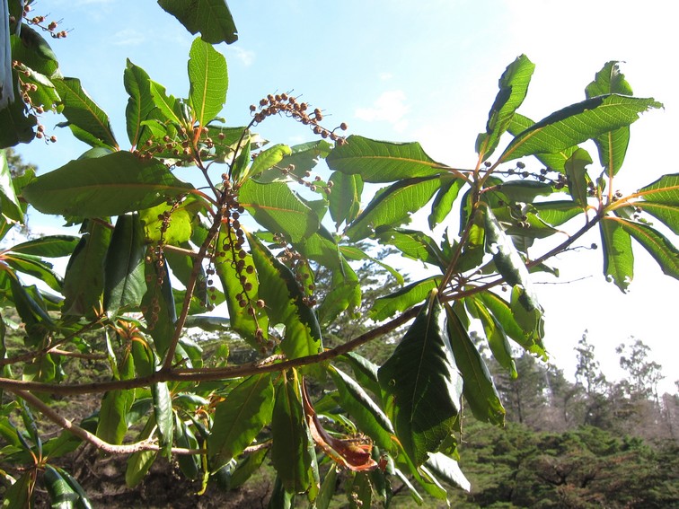 Clethra arborea