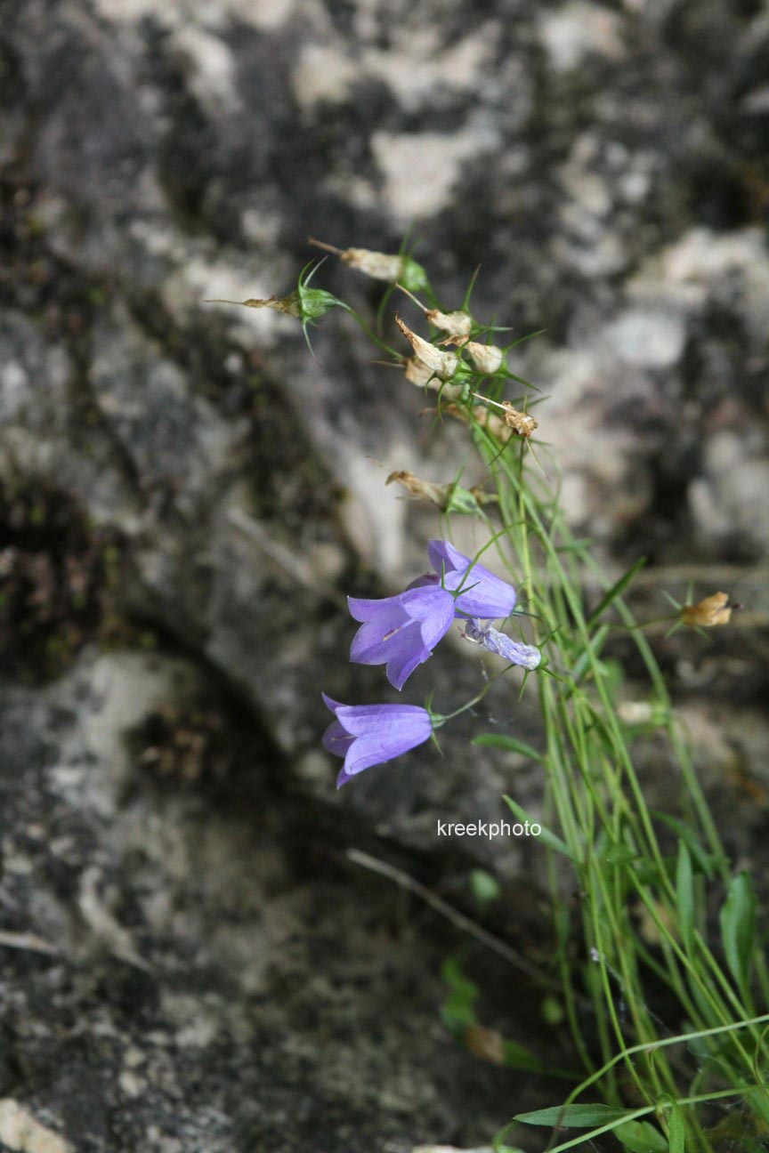 Campanula cochleariifolia