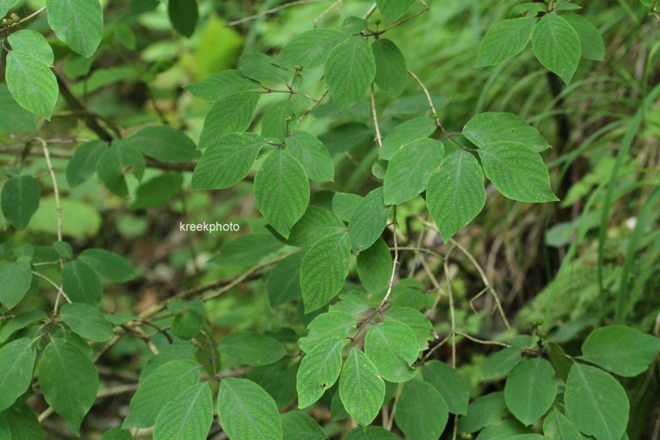 Lonicera xylosteum