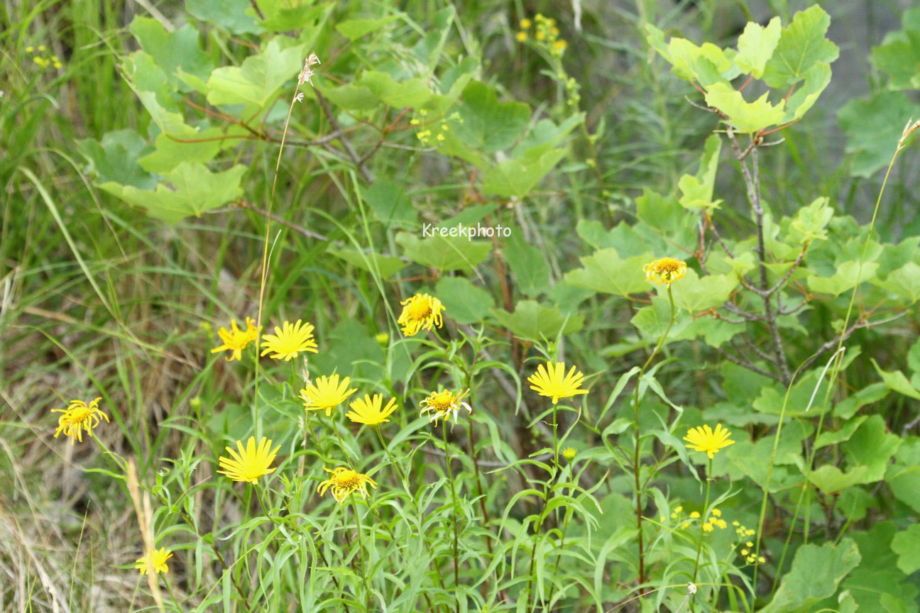 Buphthalmum salicifolium