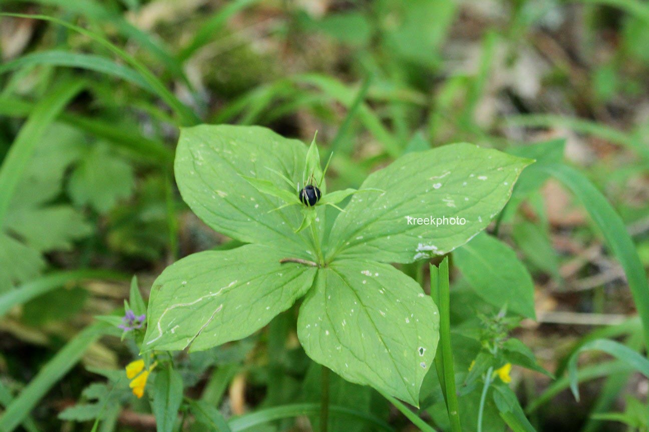 Paris quadrifolia