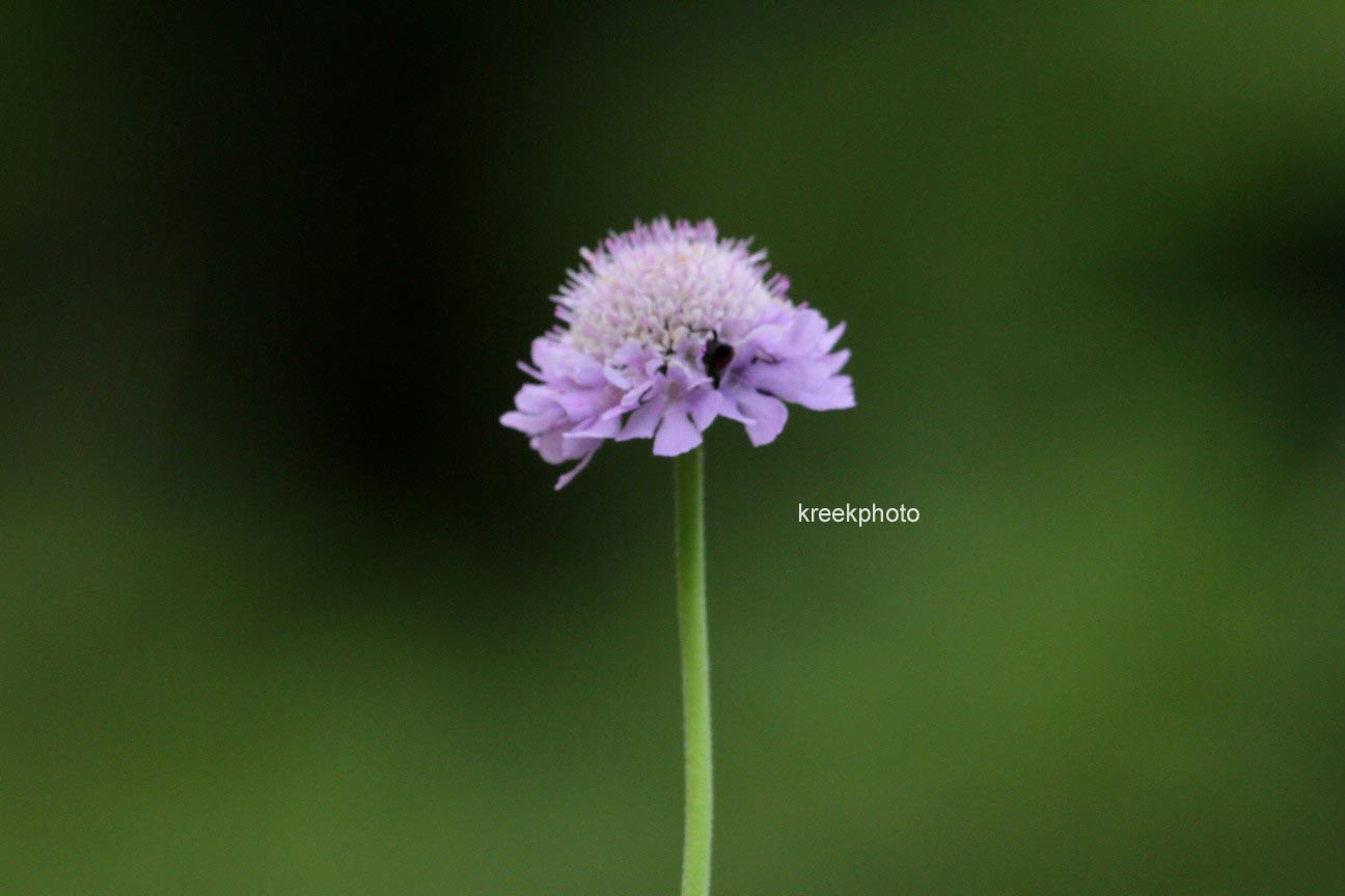 Knautia arvensis