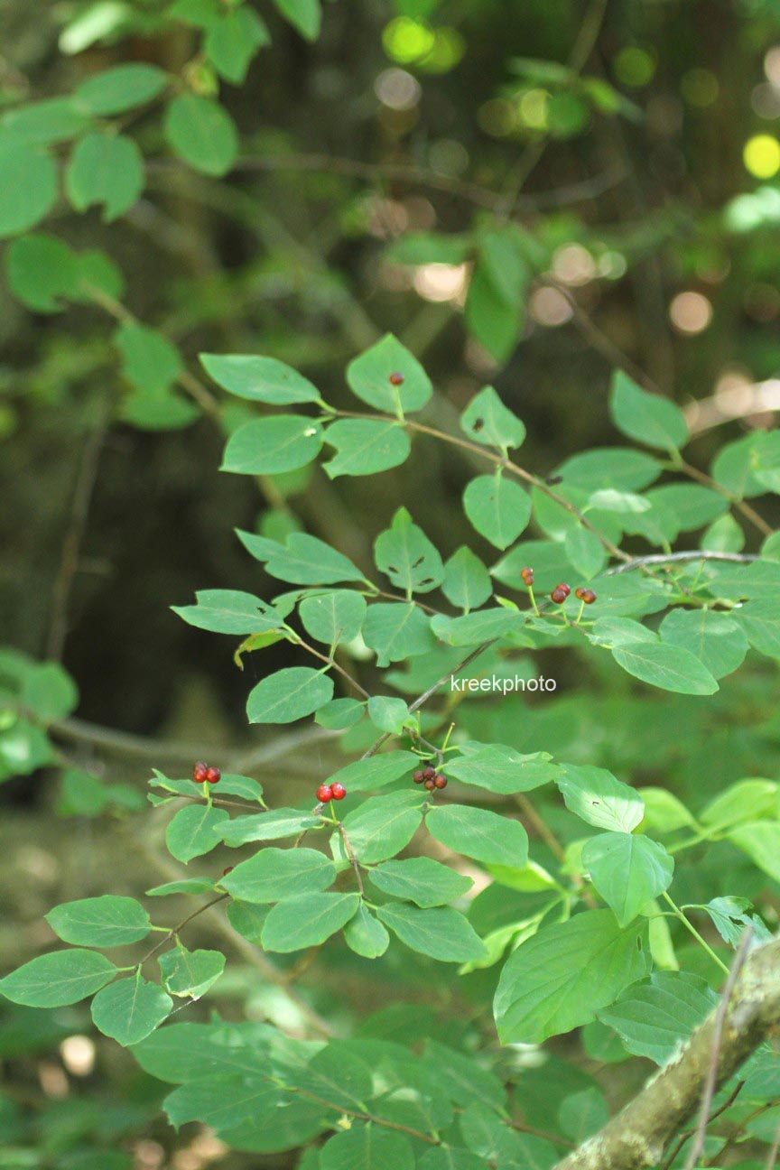 Lonicera xylosteum