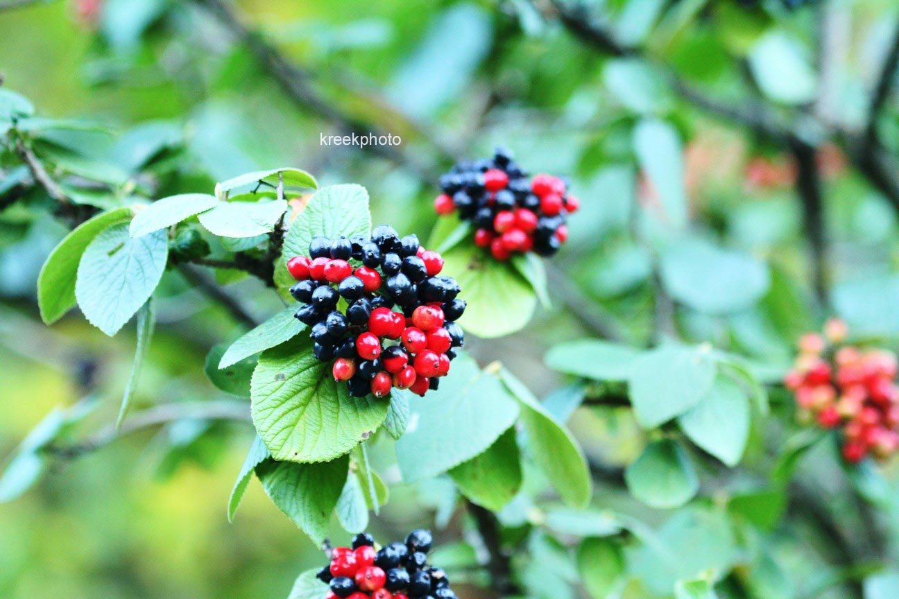 Viburnum lantana