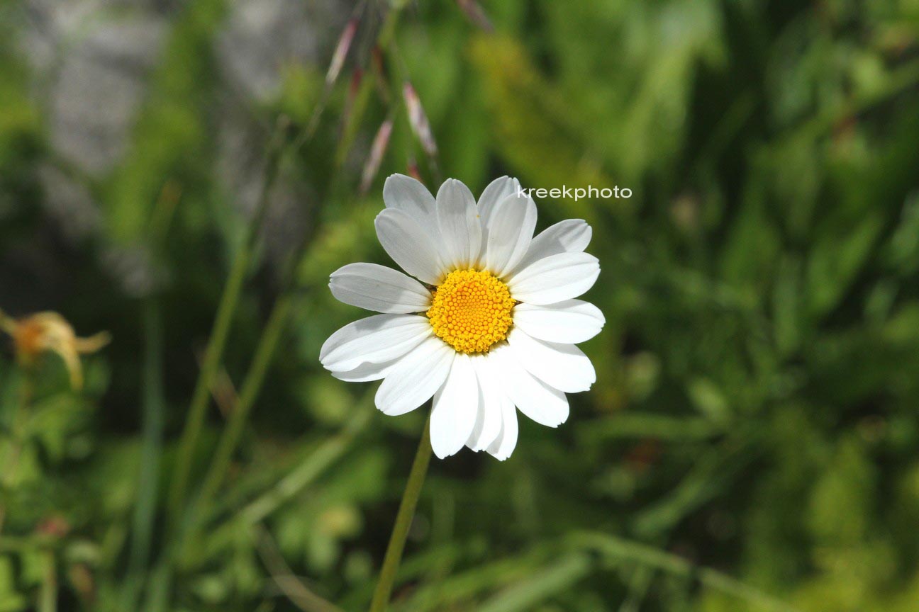 Leucanthemum vulgare