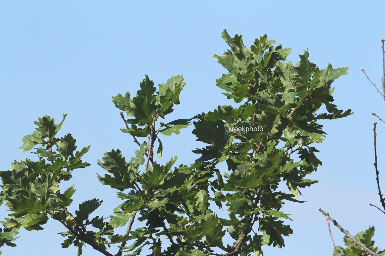 Quercus pubescens