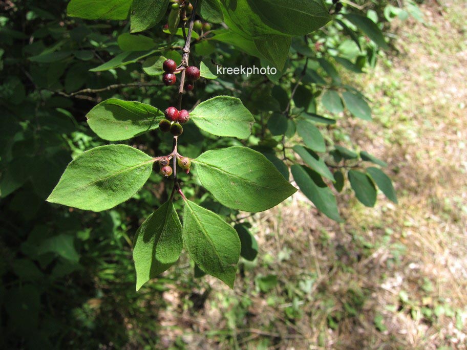 Lonicera xylosteum