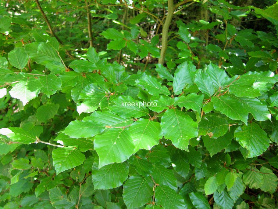 Carpinus betulus