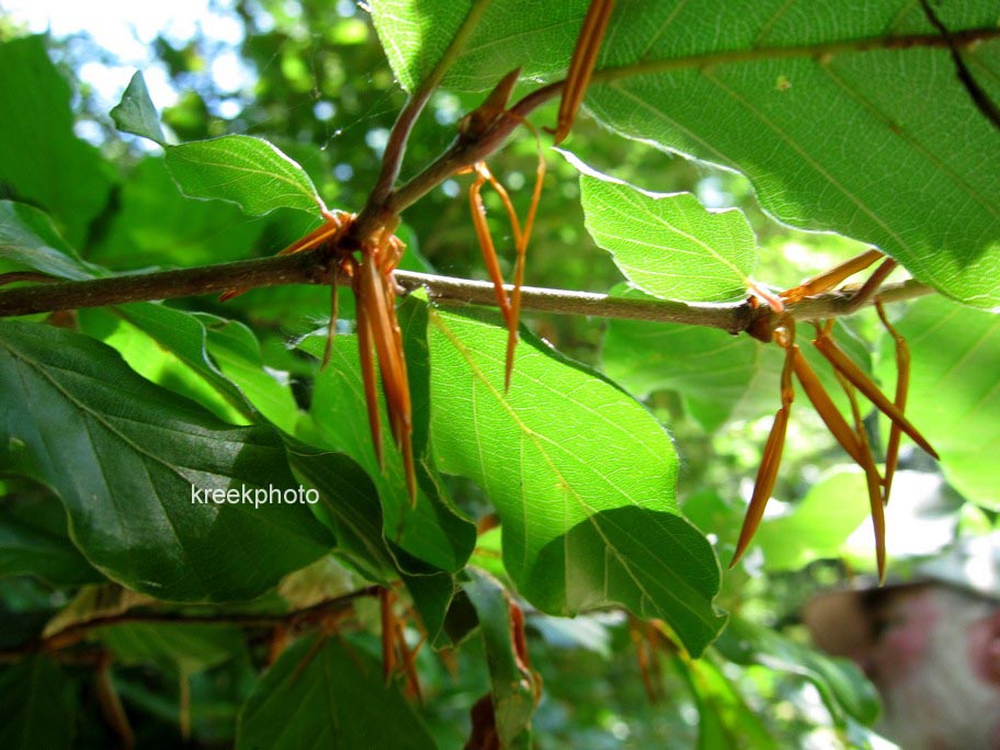 Carpinus betulus