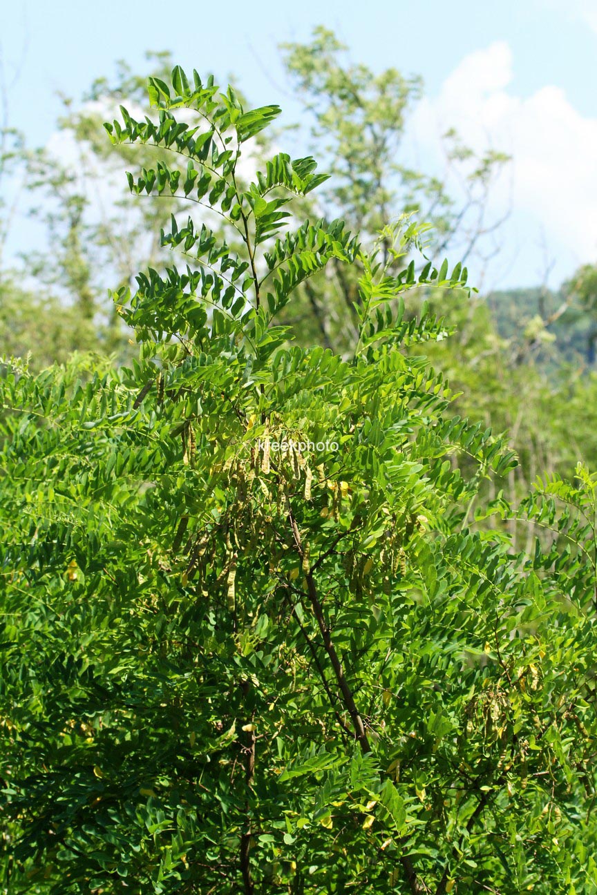 Laburnum anagyroides