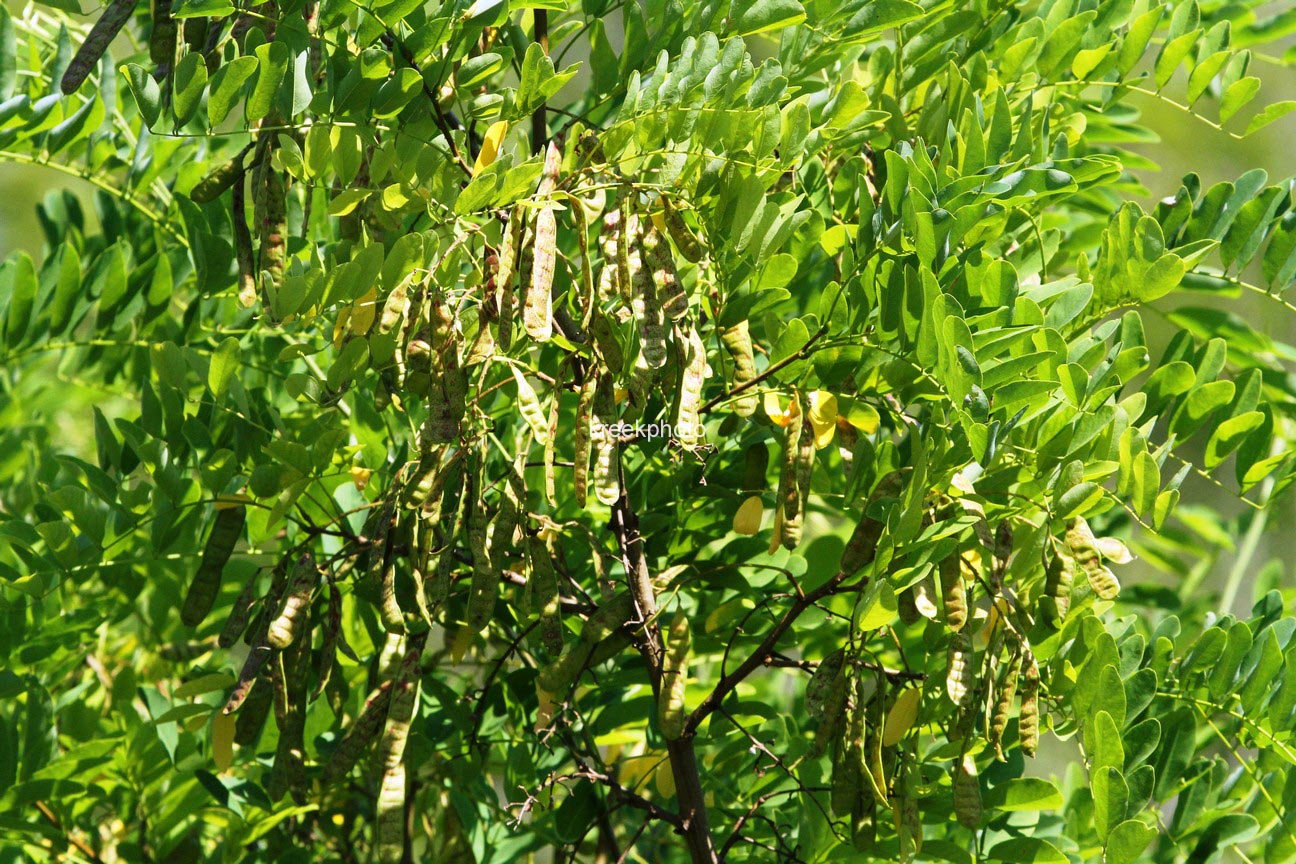 Laburnum anagyroides