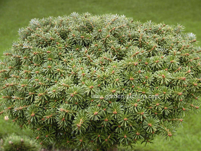 Abies koreana 'Nadelkissen' (65411)