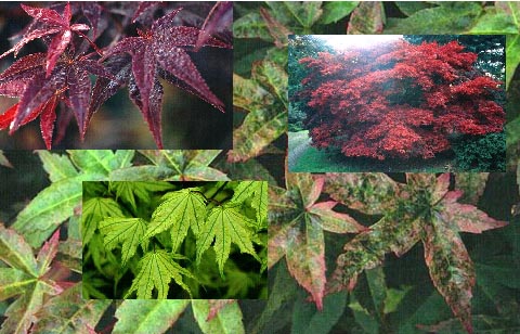 Acer  Aanbiedingspakket, 4 verschillende (49913)