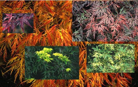 Acer  Aanbiedingspakket, 8 verschillende (49914)