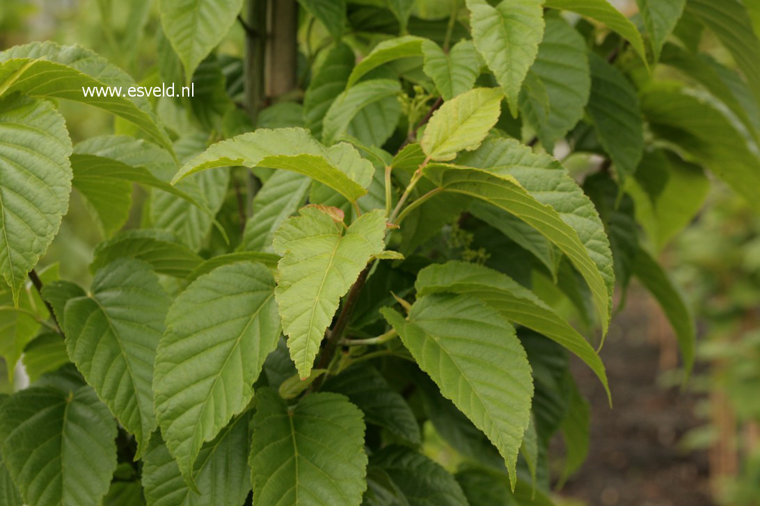 Acer davidii 'Serendipity' (37951)