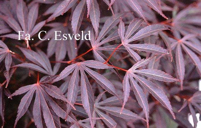 Acer palmatum 'Cristie Ann' (16648)