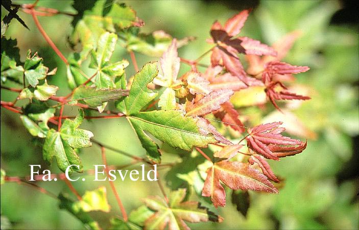 Acer palmatum 'De-shohjoh-nishiki' (17604)