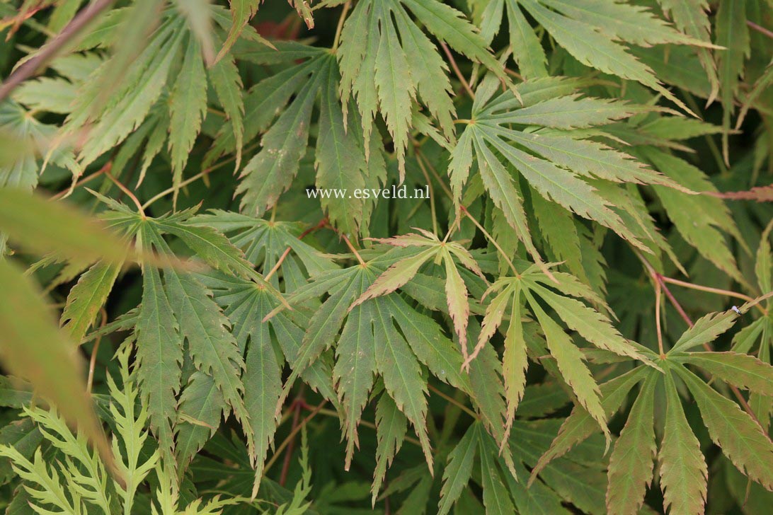 Acer palmatum 'Green Fingers' (33094)