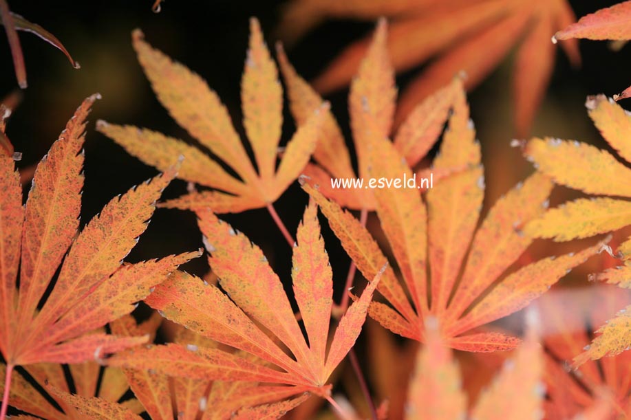 Acer palmatum 'Kaga-oh-beni' (24681)