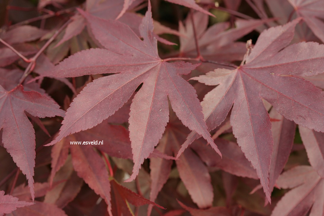 Acer palmatum 'Shin-koba-shojo' (42668)
