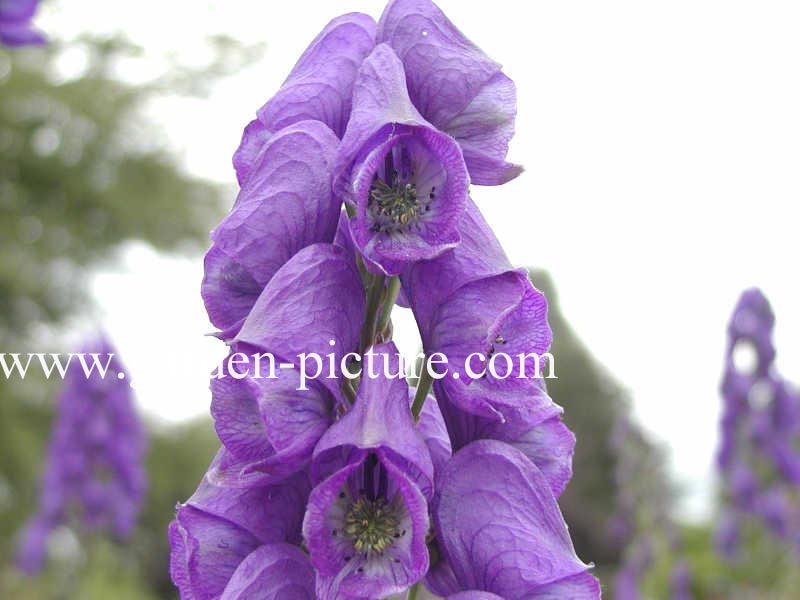 Aconitum carmichaelii 'Barker's Variety' (65657)