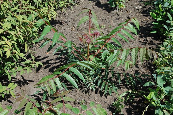 Ailanthus altissima var. sutchuenensis (89543)