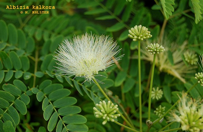 Albizia kalkora (79201)