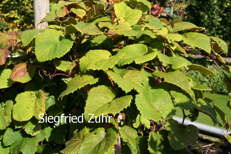 Ampelopsis glandulosa glabrifolia (83972)