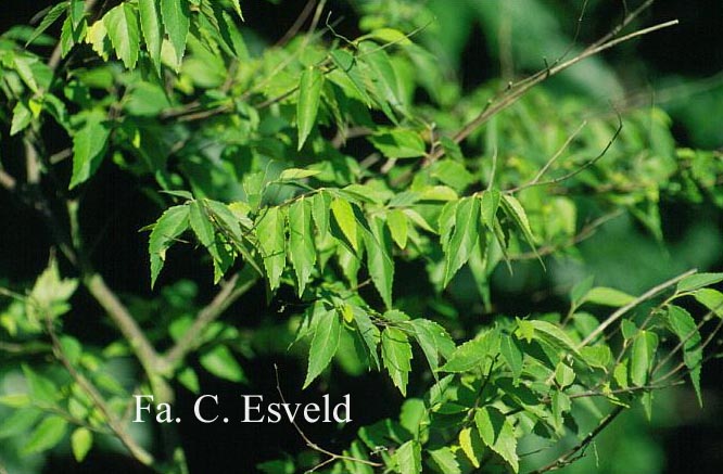 Aphananthe aspera (7018)