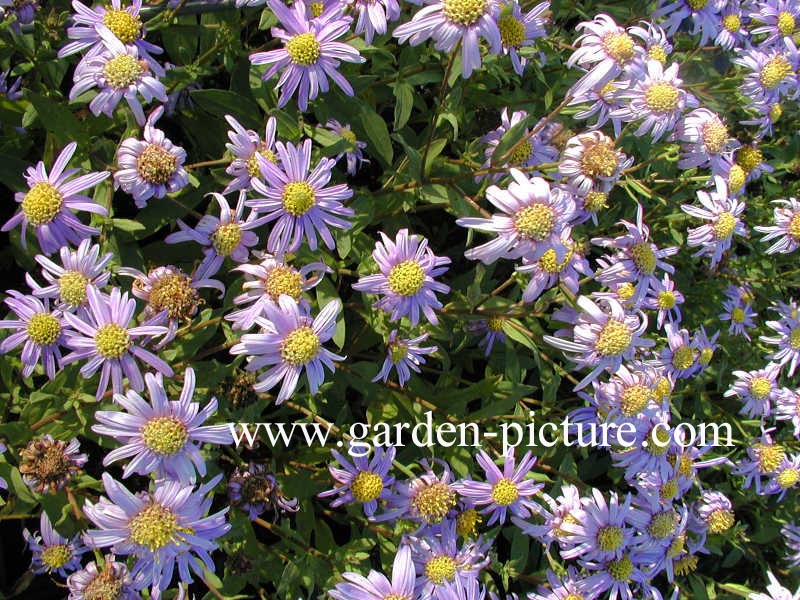 Aster amellus 'Rudolf Goethe' (65944)