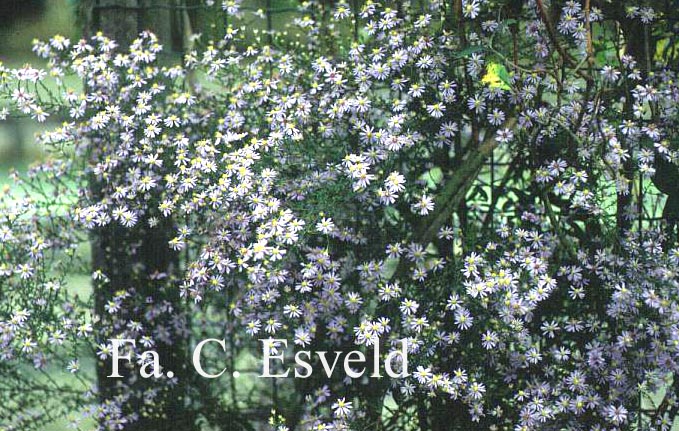 Aster cordifolius 'Photograph' (C8239)
