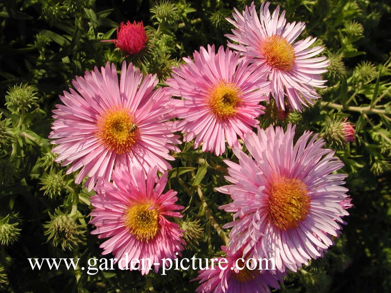 Aster novae-angliae 'Harrington Pink' (C8449)
